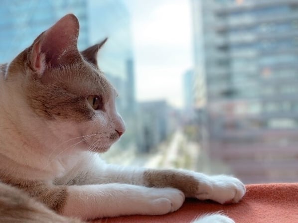 Pets at Office