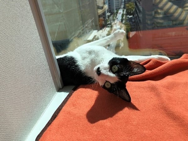 Pets at Office